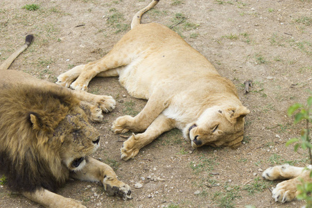 狮子在一只滋养的膳食后睡在草地上