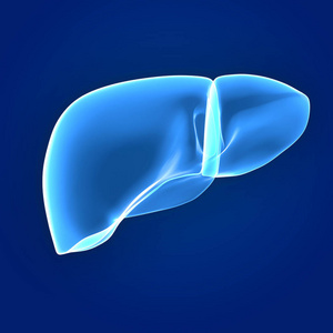 人体器官, 肝脏在蓝色背景下