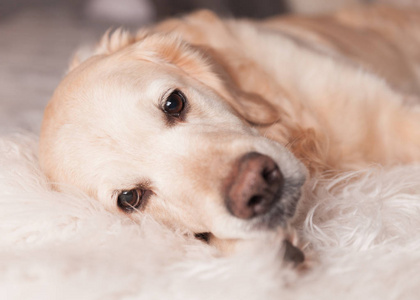 斯堪的纳维亚风格的现代室内金色猎犬犬