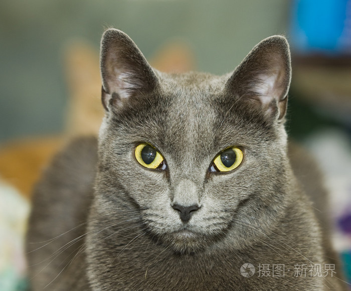 东张西望的猫