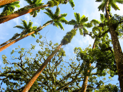 椰子棕榈树全景视图, 一个可爱的阳光明媚的一天