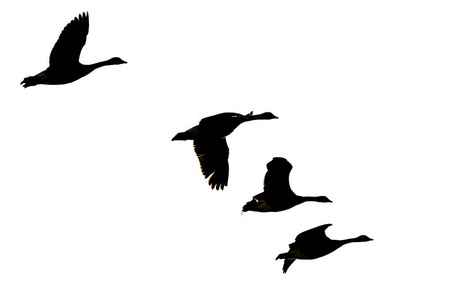 四剪影加拿大鹅飞行在白色背景