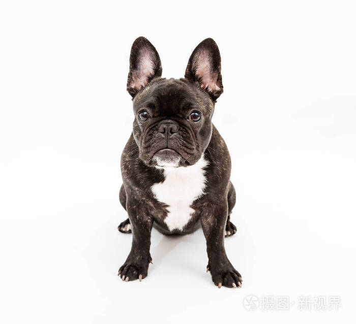 法国斗牛犬在白色背景上的肖像