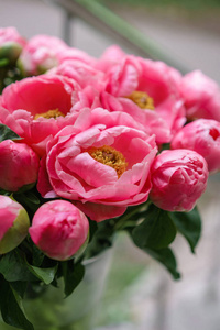 粉红色的牡丹花。美丽的夏日花束。花卉成分。壁纸。玻璃花瓶中的可爱花朵
