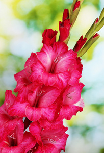 束美丽的粉红色 gladioluses，绿色背景