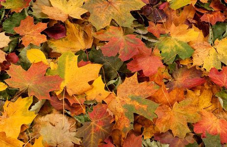 多彩背景堕落秋天的叶子