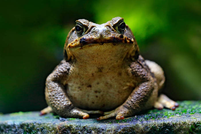 蟾蜍 rhinella 码头 来自哥斯达黎加的大青蛙.