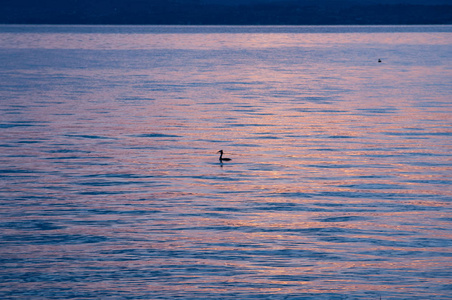 湖上日出。清晨的全景。山在剪影和上升的太阳的光芒。大冠鷉鷉是 Podicipedidae 家族的一只鸟。日出在爱尔兰湖