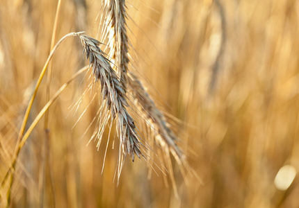 成熟的小麦的小穗位