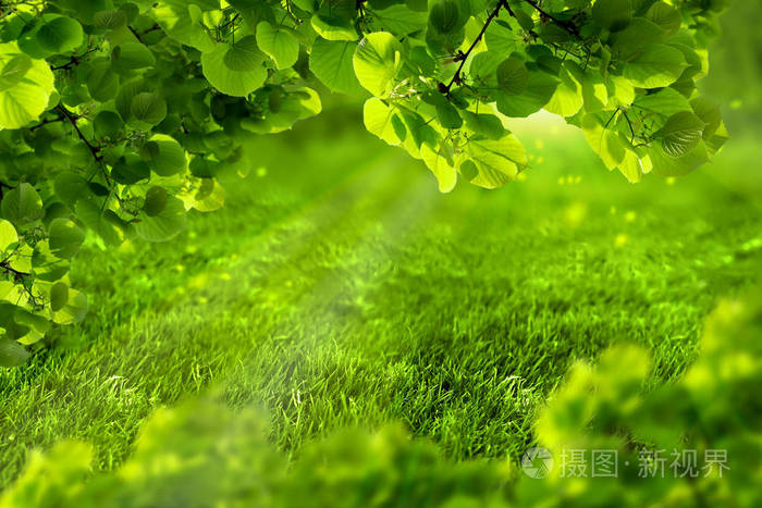 多汁的年轻的草和树叶在阳光的照射下.自然背景.柔和的色调.复制空间.