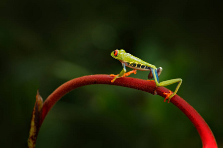 Agalychnis callidryas, 红眼树蛙, 大红眼睛的动物, 在自然栖息地, 巴拿马。美丽的两栖动物在绿色植被。热