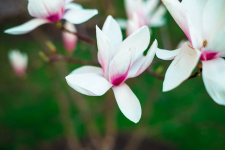 盛开的玉兰花, 特写