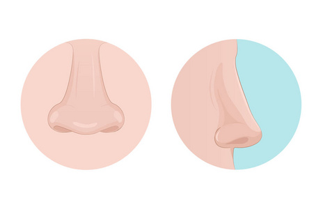 鼻子侧面视图和前视图。嗅觉知觉的人体器官