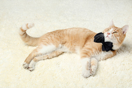 黑色领结的生姜猫躺在米色地毯上