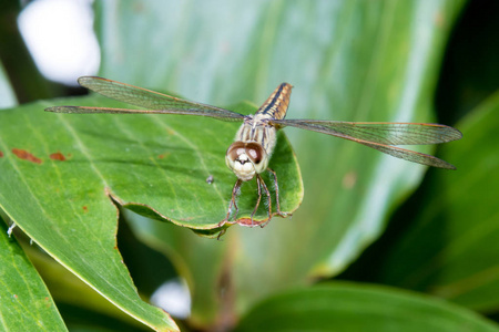 Hydrobasileus croceus 布鲁尔, 琥珀翼沼泽蜻蜓从喀拉拉邦印度