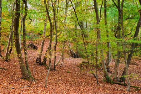 充满活力的秋天秋天森林景观图像