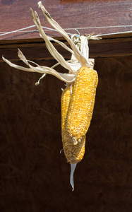 谷物上的干玉米去皮图片