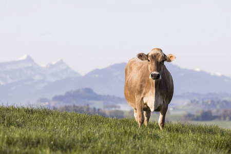 瑞士棕色牛站立在春天早晨在草甸在瑞士的山麓