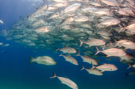 大眼睛 Trevally 杰克, Caranx sexfasciatus 形成两极分化的学校, 诱饵球或龙卷风。Pulmo 