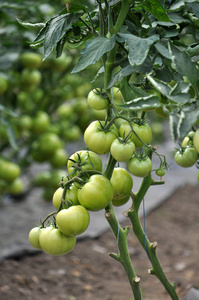 在聚碳酸酯温室灌木上生长的绿色西红柿
