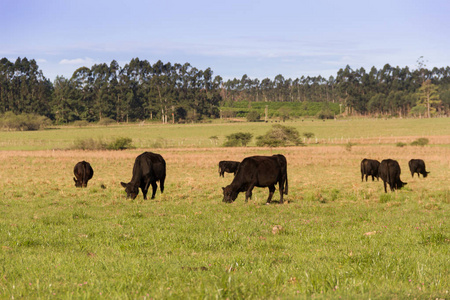 在绿色阿根廷农村放牧的奶牛