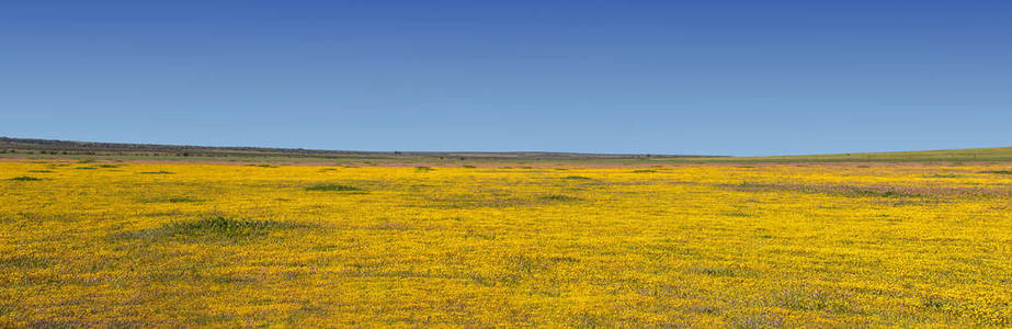 非洲南部非洲春季花卉景观