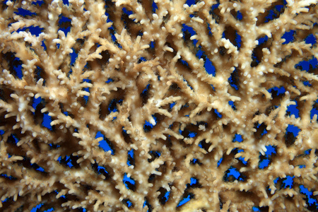 石珊瑚