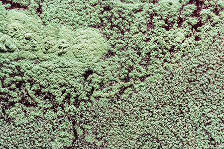 食品绿色霉菌的生长真菌的传播近距离科学的抽象背景