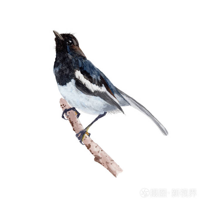 水彩画可爱的小鸟.动物例证在白色背景被隔绝了