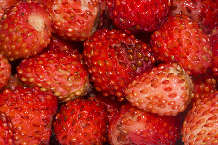 新收获的野生草莓的背景FraVesc