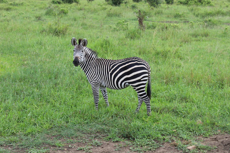 非洲坦桑尼亚米库米国家公园的动物
