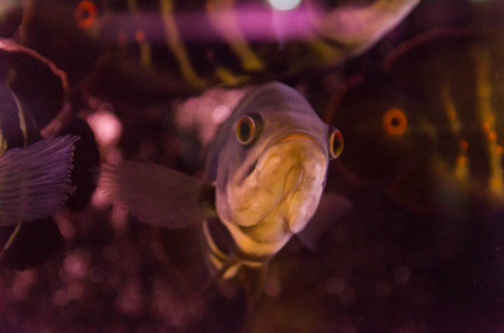亚马逊南部支流的居民 Astronotus Okellatus 物种的捕食性鱼类特写