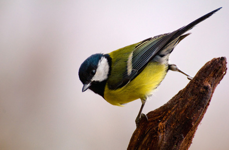 parus 主要山雀