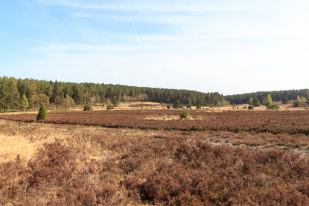 Heathland 全景和树在 Luneburg 荒地附近 Undeloh 和 Wilsede, 德国