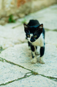 小小猫黑色和白色与绿色的眼睛