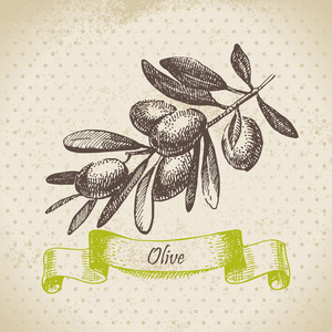 橄榄色。手工绘制的插图