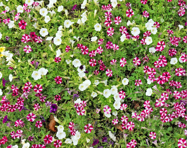 各种夏季黄红牵牛花在花园床上生长。7月多云日花卉背景