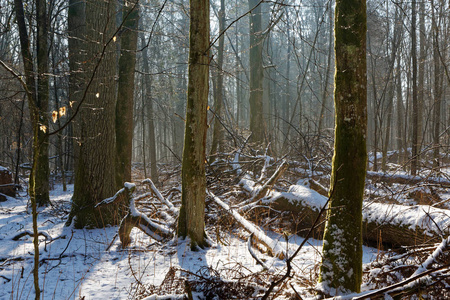 在阳光明媚的冬日, Bialowieza 森林, 波兰, 欧洲, 落叶林的老橡树