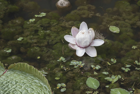 开花巨型水百合或维多利亚王莲在池塘