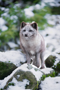 冬季可爱的灰色极地狐狸肖像