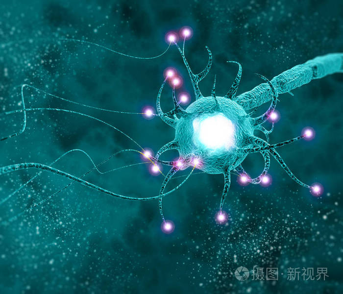 允许神经元 (或神经细胞) 向另一个神经元或目标传出细胞传递电子或