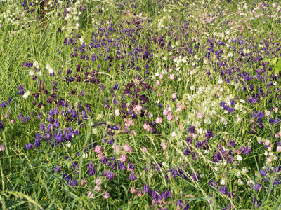 美丽多彩的农人扛花盛开在春天的草地上