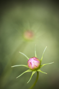 花绽放特写