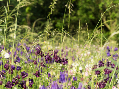 美丽的紫罗兰农人扛花盛开在春天的草地上