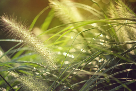 草。新鲜的绿春草, 露水滴。阳光柔和的焦点。抽象自然背景