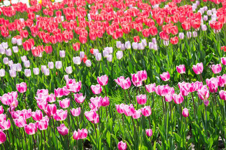 郁金香花。美丽的郁金香花束。五颜六色的郁金香。郁金香在春天在花园里。自然背景