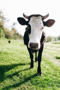 在阳光明媚的日子, 在夏日牧场上的奶牛