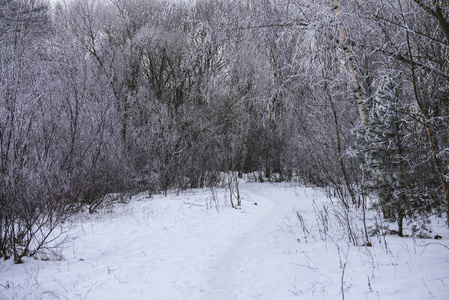 在森林里多云的一天。雪覆盖在树之间的道路。拉托维亚