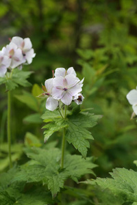 日本 Ibuki 山天竺葵 eriostemon reinii