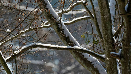 老角树树在雪与分支 snoww 包裹, Bialowieza 森林, 波兰, 欧洲图片